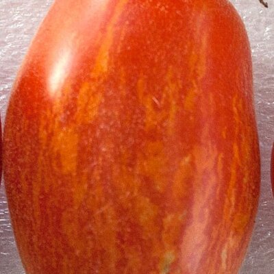 Tomate Bigarrée Mi-Saison Elberta Leeway