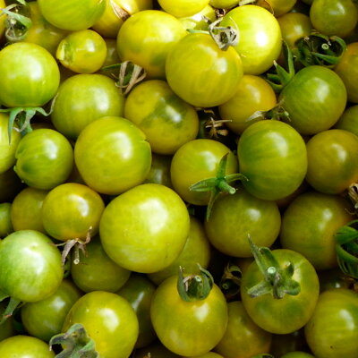 Tomate-Cerise Verte Mi-Saison Grue Vee