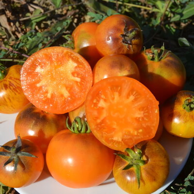 Tomate Indigo Mi-Saison Primary Colors