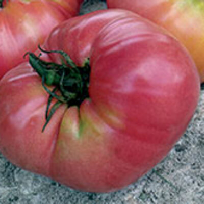 Tomate Rose Mi-Saison Kolb