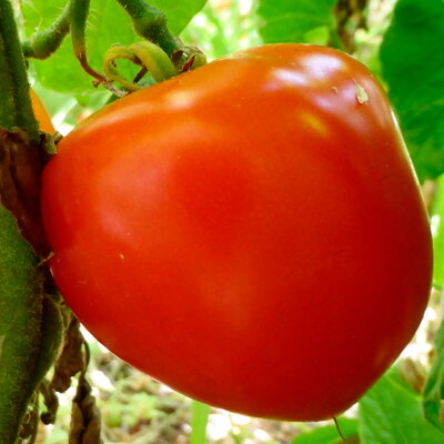 Tomate Bigarrée Mi-Saison Pomehana Apple