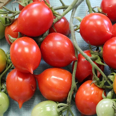 Tomate-Cerise Rouge Mi-Saison Geranium Kiss