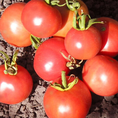 Tomate-Cerise Rouge Mi-Saison Pêche Rouge