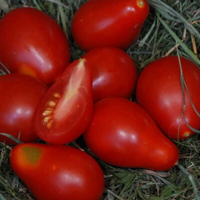 Tomate-Cerise Poire Rouge
