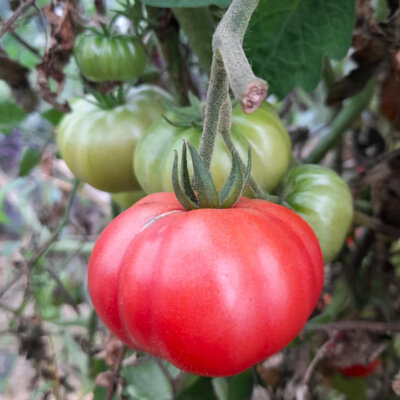 Tomate Rouge Mi-Saison Zakopane