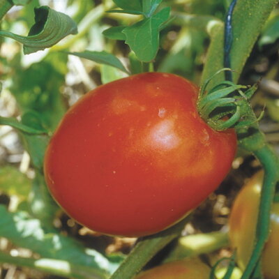 Tomates - Polish Linguisa