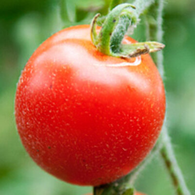 Tomate-Cerise Rouge Mi-Saison Velvet Red