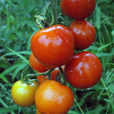 Tomate-Cerise Rouge Mi–Saison Miel du Mexique