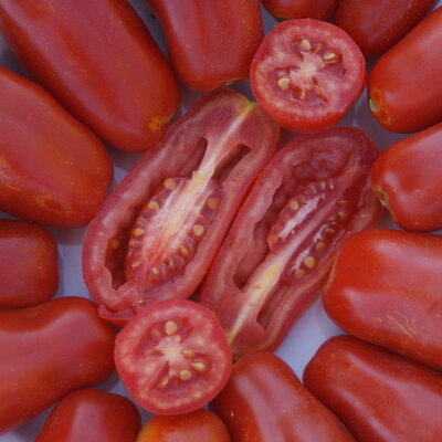 Tomate San Marzano - Rouge Mi-Saison