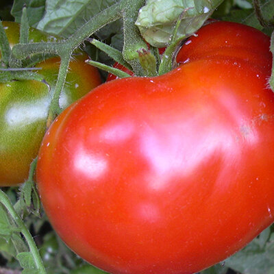 Tomate Rouge Mi-Saison Livingston’s Favorite