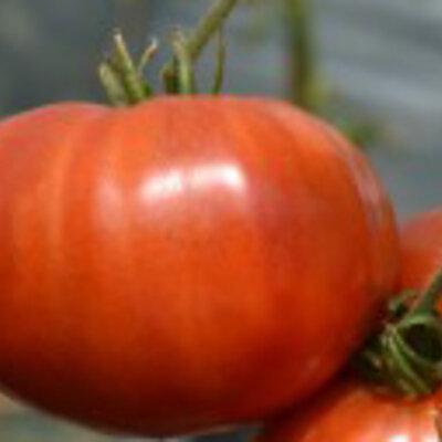 Tomate Rouge Tardive Aker’s West Virginia