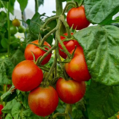 Tomate-Cerise Rouge Précoce Rancho Solito