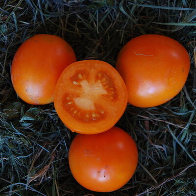Tomate-Cerise Orange Précoce Ida Gold