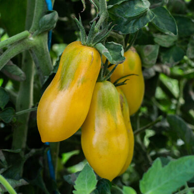 Tomate Jaune Précoce Yellow Bell