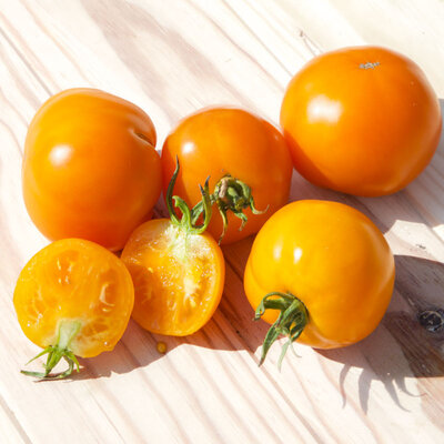 Tomate Orange Mi-Saison Caro Rich