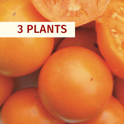 Tomates - Plants de Tomate Orange Caro Rich