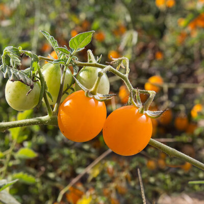 Tomate Orange Mi-Saison Orange Bourgois