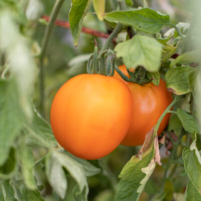 Tomate Orange Mi-Saison Valencia
