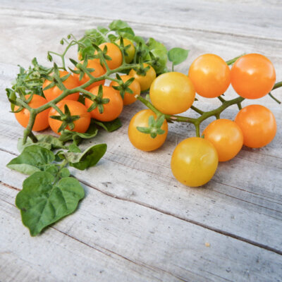 Tomate-Cerise Jaune Mi-Saison Yellow Currant