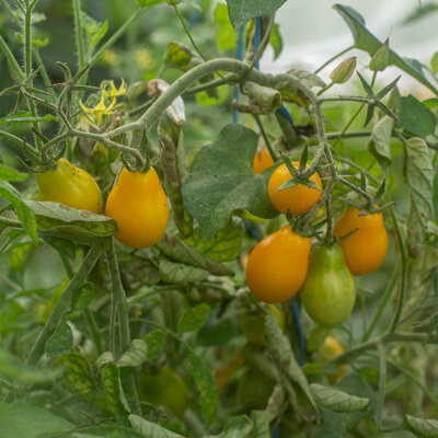 Tomate-Cerise Jaune Mi-Saison Fargo Yellow Pear