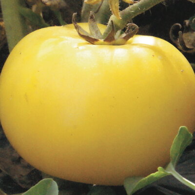 Tomate Jaune Mi–Saison Lemon Bush
