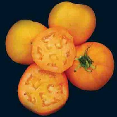 Tomate Jaune Tardive Golden Sunray