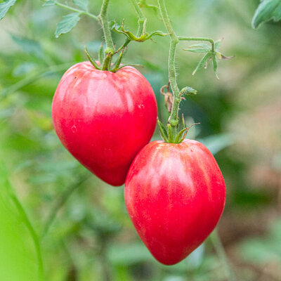 Tomate russe rose Anna Russian