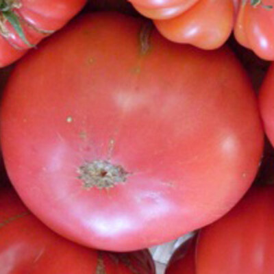 Tomate Rose Mi-Saison Tiffen Mennonite