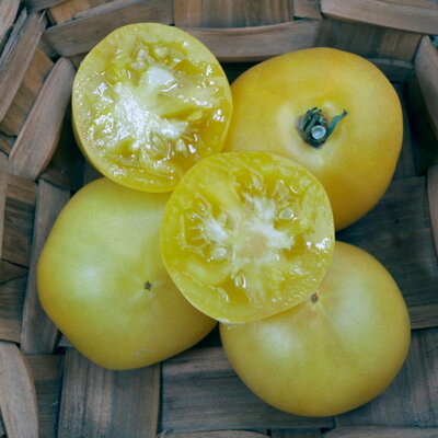 Tomate Blanche Mi-Saison Douce de Picardie
