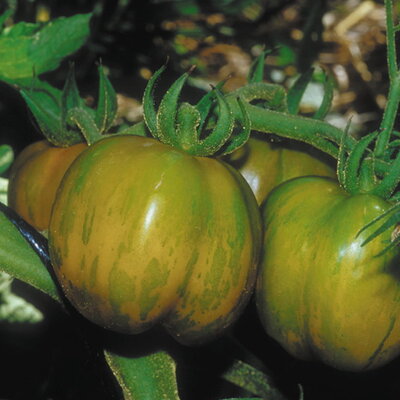 Tomate Verte Tardive Green Bell Pepper