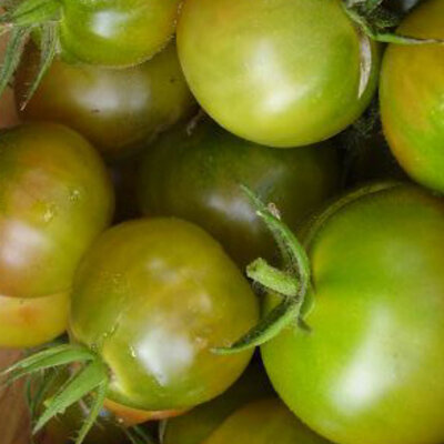 Tomate-Cerise Verte Mi-Saison Aunt Ruby’s German Cherry