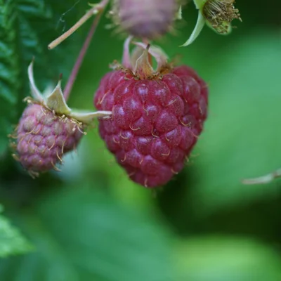 Framboisier Mi-saison Topla 2 plants bio