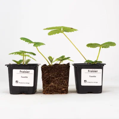 Fraisiers "Favette" 3 plants bio