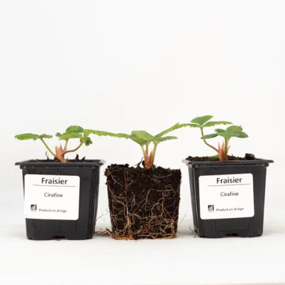 Fraisiers "Cirafine" 3 plants bio