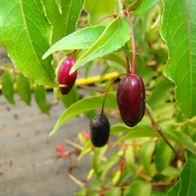 Fuchsia "Régal" 2 plants bio