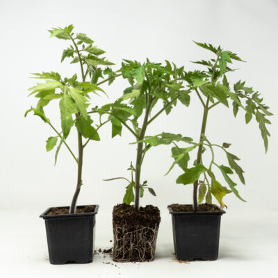 Trio de tomates variétés anciennes 3 plants bio