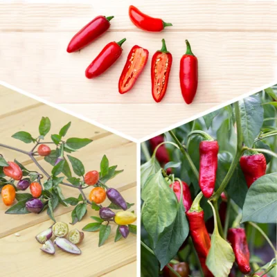 Trio de piments 3 plants bio