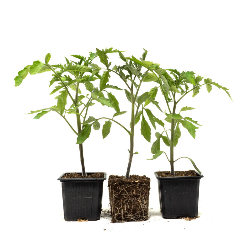 Plants de Tomates - Tomate Noire de Crimée 3 plants bio