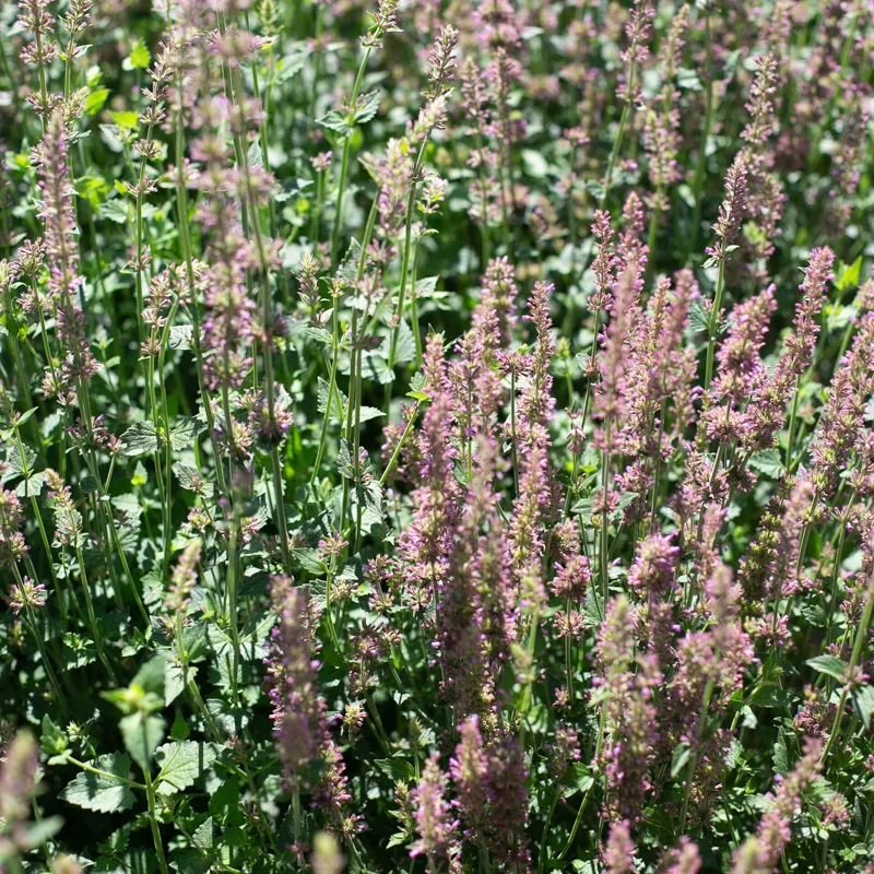 Agastaches - Agastache du Trans-Pecos