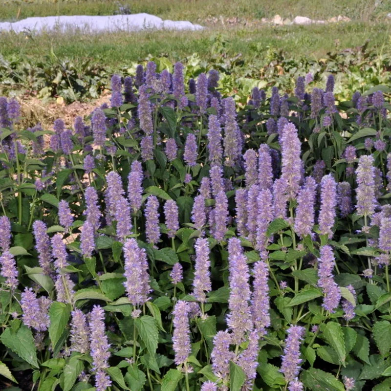 Agastaches - Agastache Fenouil