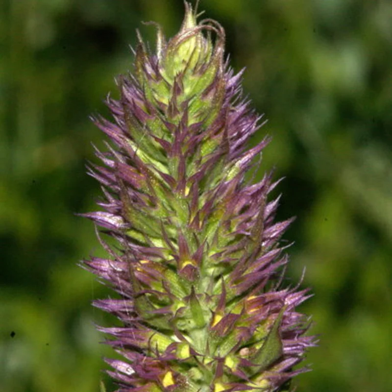 Agastaches - Agastache Fenouil