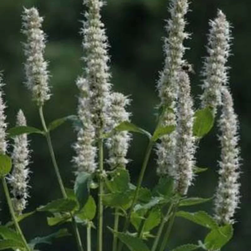 Agastaches - Agastache à Feuilles de Scrofulaire