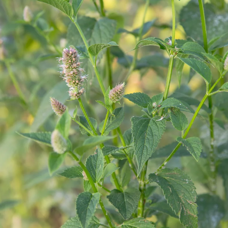 Agastaches - Agastache à Feuilles de Scrofulaire