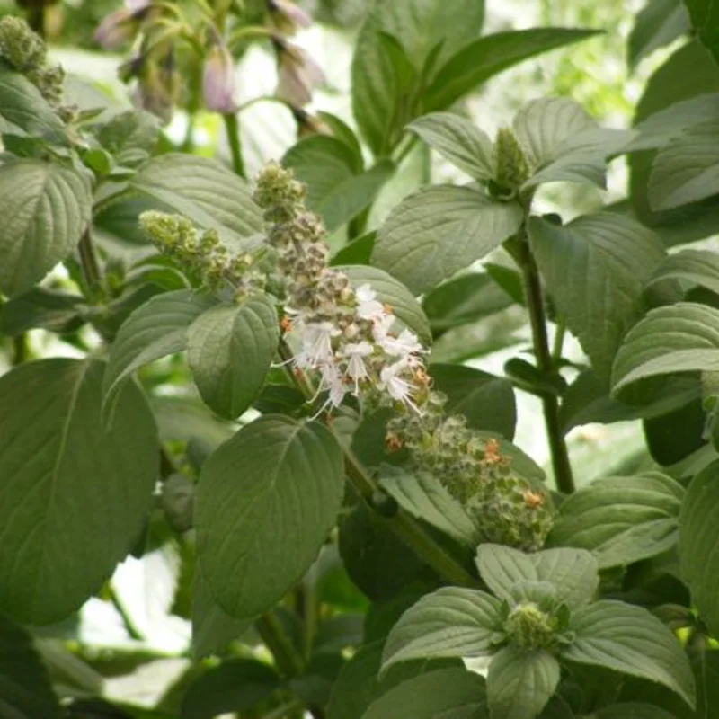 Basilics et Tulsis - Kapura Tulsi