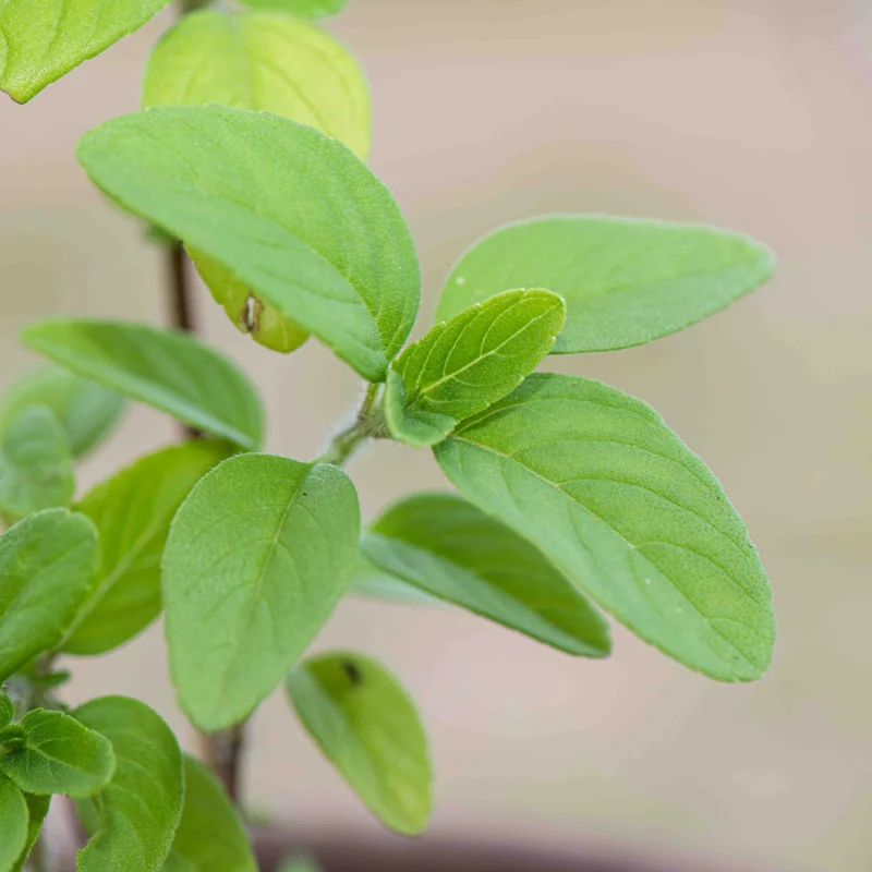 Basilics et Tulsis - Kapura Tulsi