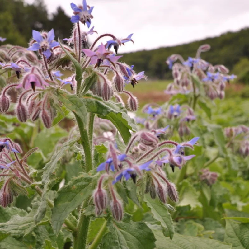 Bourraches - À Fleurs Bleues