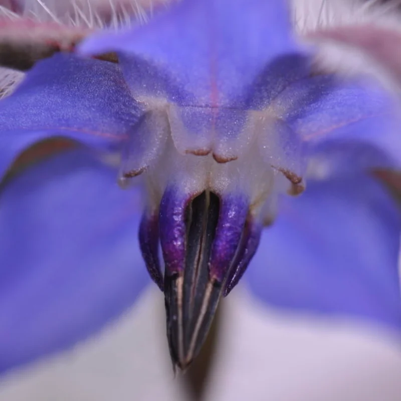 Bourraches - À Fleurs Bleues