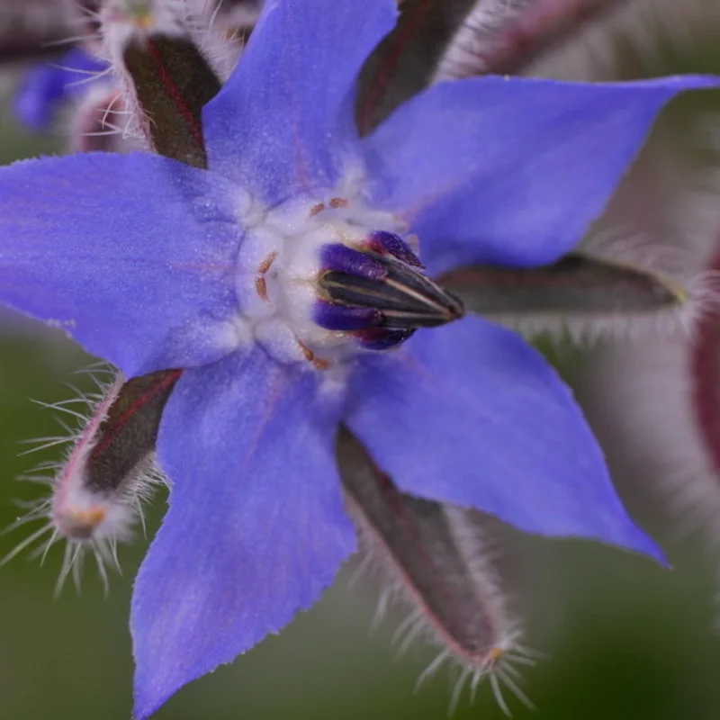 Bourraches - À Fleurs Bleues