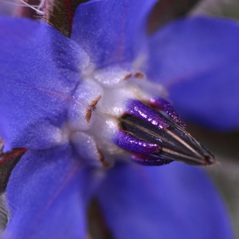 Bourraches - À Fleurs Bleues