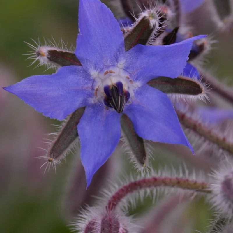 Bourraches - À Fleurs Bleues